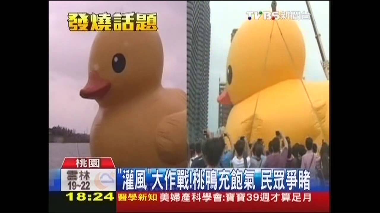 「灌風」大作戰！桃鴨充飽氣　民眾爭睹