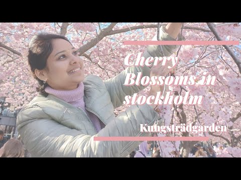 The beautiful Cherry Blossoms in Sweden at Kungsträdgården | In Telegu || By Prasanthi talks
