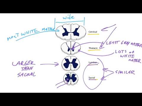 Spinal Cord and Spinal Tracts for the USMLE Step 1