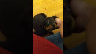 Video preview image #1 Rotterman Puppy For Sale in PARK, VA, USA