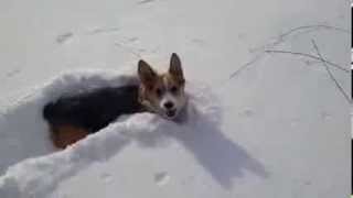 Corgi loves the snow