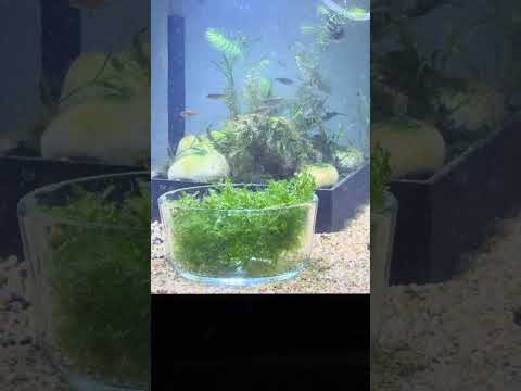 Breeding Celestial Pearl Danios (Live baby brine for conditioning  adults / fry tank setup)