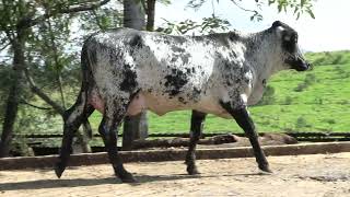 Vídeo 21 - 1º LEILÃO ANUAL SITIO TIMOTEO | VACAS 3/4 E 7/8
