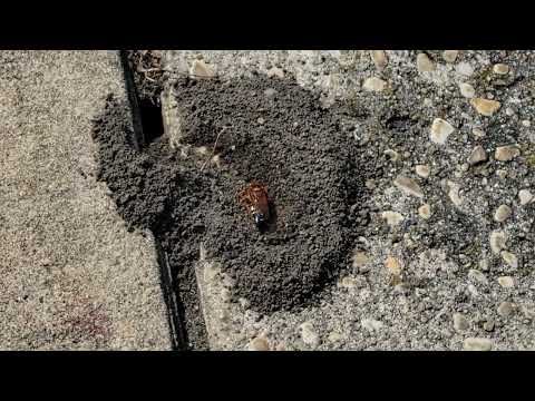 Late Season Cicada Killer Wasp Trying to...