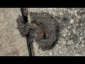Late Season Cicada Killer Wasp Trying to Build a Nest in Brick, NJ