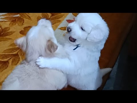 ♥️🐕 cute puppies playing 🐕♥️