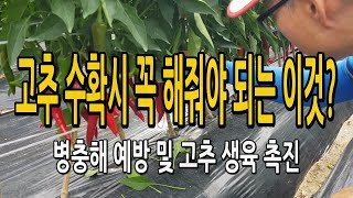 고추재배 수확시기에 꼭 해줘야되는 작업은?? 고추의 병충해 예방과 붉은 고추 생산을 위해 필수 작업..