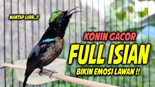 Download lagu SUARA BURUNG KOLIBRI NINJA GACOR FULL NEMBAK ISIAN MEWAH !! PANCINGAN KONIN BAHAN AGAR CEPAT EMOSI mp3
