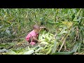 Single mother - leads 2 children to harvest corn to sell - Orphans