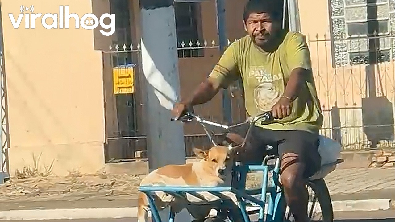 Dog Relaxes On Bicycle's Front Rack || ViralHog
