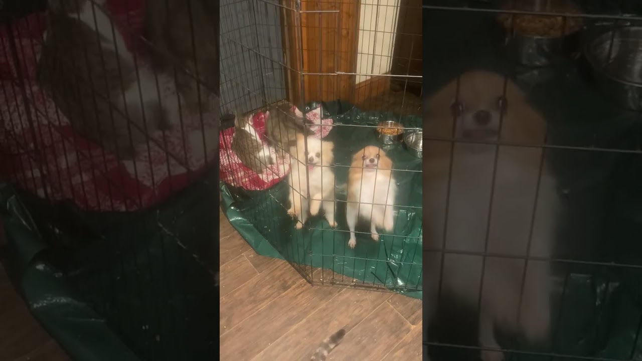 Enlarge Salt-Tiny dancer!, a ADOPTABLE Pomeranian in Franklin, TN video 2/2