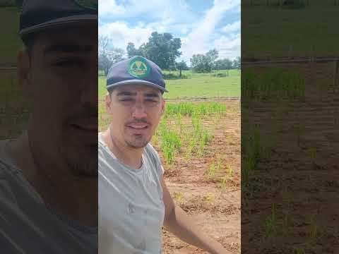 olha só esse plantio de arroz sequeiro no norte de Minas gerais na cidade de Januária por Edcarlos