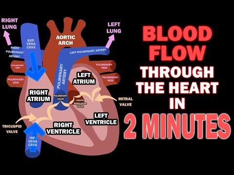 Blood Flow through the Heart in 2 MINUTES