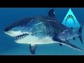 TIGER SHARK Man Eater Depth Ep4 HD