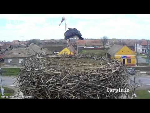 Carpinis   24.03.16