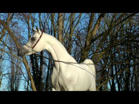 Al Adeed Al Shaqab - Straight Egyptian Stallion