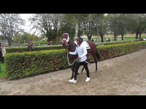 2 åring stayerprøve Århus 2018