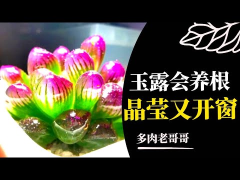 玉露 多肉