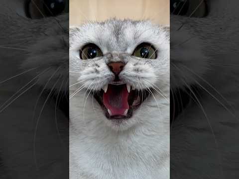 Fake friend😿 #cat #cats