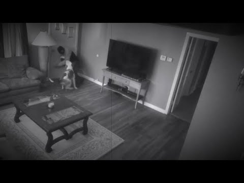 PITBULL PROTECTS OWNER FROM INTRUDER!