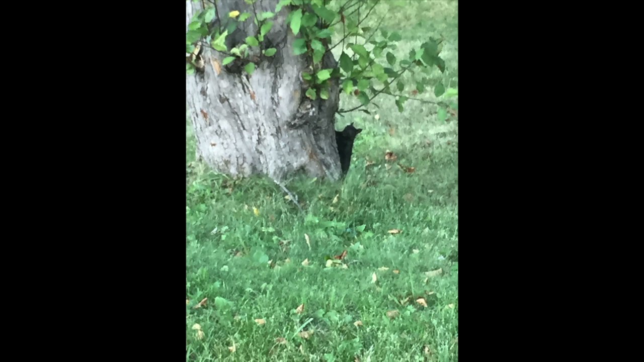 Let Us Chase the Squirrel (game song) from Feierabend Conversational Solfege Unit 5