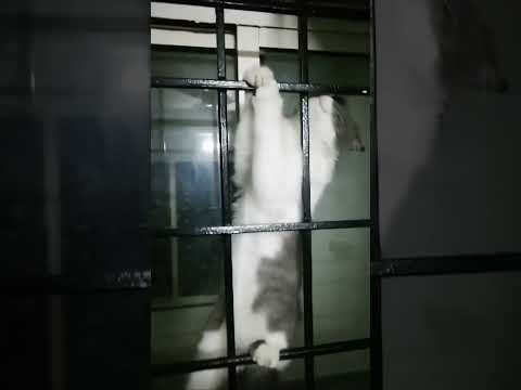 my cat😻#cat #billi#nishu #dance #shortvideo #viral