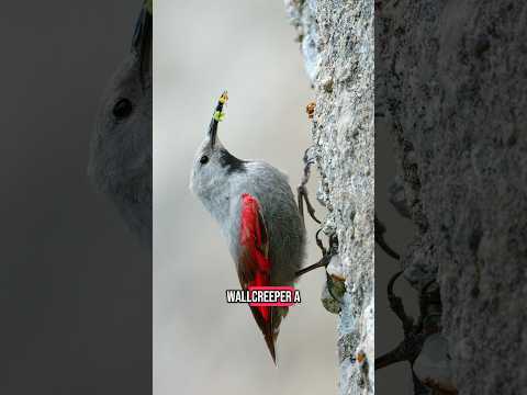 Meet this Olympic champion???? #birds #birdfact #wallcreeper #birdlife #ornithology