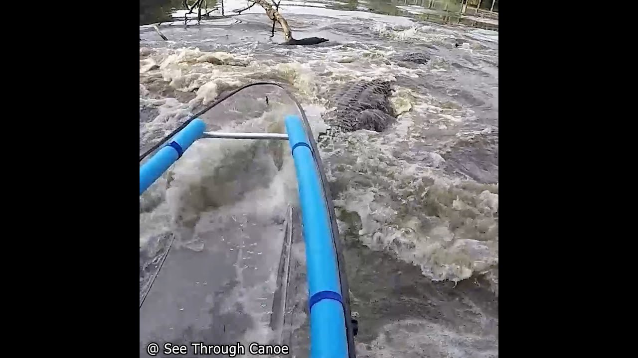 Kayaking through a bunch of Alligators in a Clear Kayak