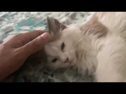 Tips/Taking Care of Ragdoll Kitten