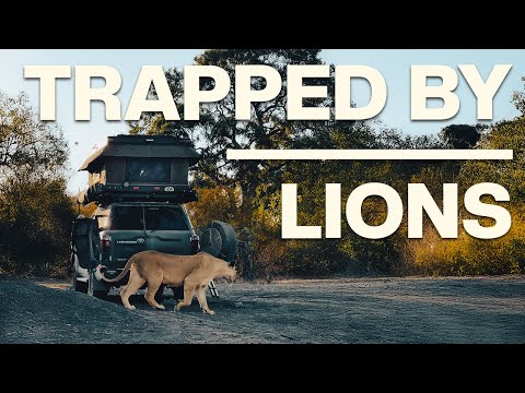 Trapped in Our Tent by Lions | Overlanding Botswana - Part 1