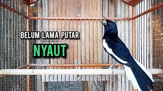 Download lagu SUARA BURUNG kacer gacor NGEPLONG tarung ini paling ampuh buat PANCINGAN KACER agar EMOSI mp3 Download lagu SUARA BURUNG kacer gacor NGEPLONG tarung ini paling ampuh buat PANCINGAN KACER agar EMOSI mp3