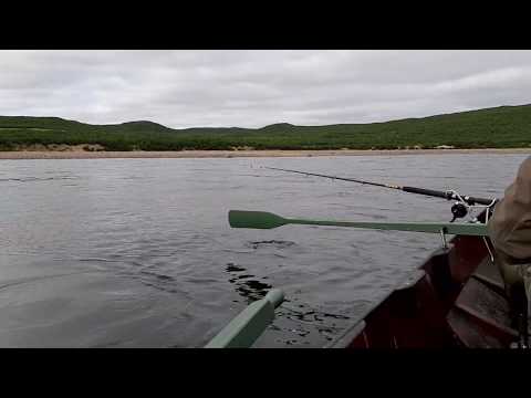 Lohensoutua Nivajoella ilman saalista 2.8.2019