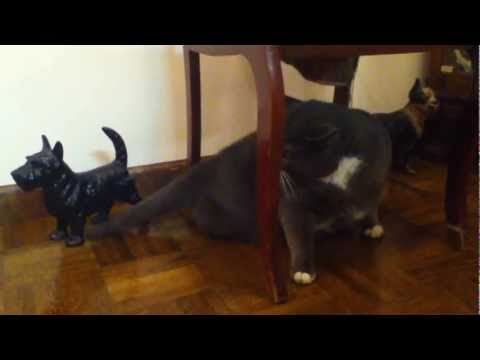 Feline Hyperesthesia Syndrome. Mean Kitty Jones attacks his tail.