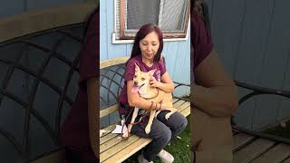 Video preview image #1 Mutt Puppy For Sale in Pasadena, CA, USA