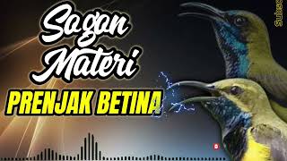 Download lagu MASTERAN SOGON TIRR PRENJAK BETINA SEJALUR #sogon #sogokontong #sogongacor #burung mp3