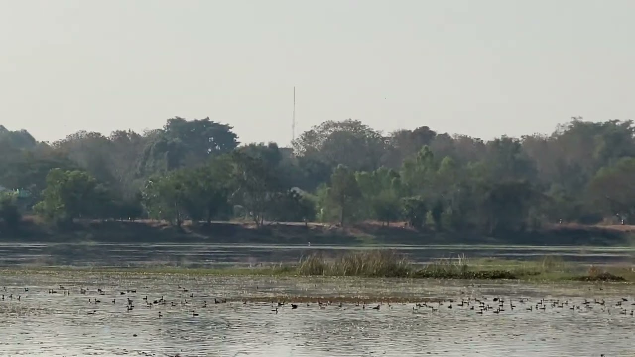 Wild Ducks