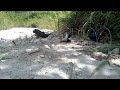 Catch Birds By The Roadside