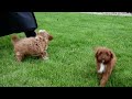 Mini Goldendoodle dogs for sale: Flash - Video 1