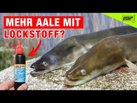 Eel Challenge: Lure vs. Nature | Using a worm for eels on the canal | Tips and tricks for eel fis...