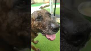 Sam and Susie.. This amazing bonded pair need a very special home Sam and Susie.. This amazing bonded pair need a very special home