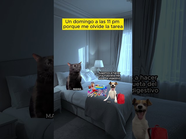 Vídeo relacionado con Meow Cute Cat Face Frase divertida para fans de los gatos Sudadera