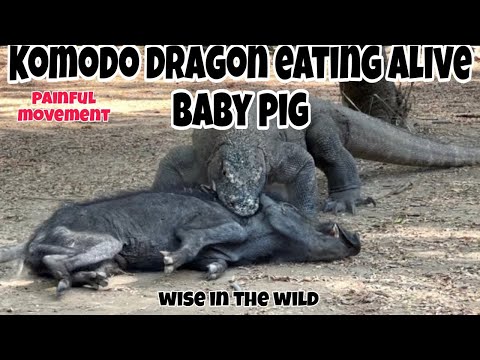 Komodo dragon eating alive baby pig 🐖 || very scary video 🤯