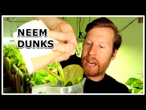 How to Use Neem Oil to Fight Spider Mites | PLANT & ROOT DRENCHES