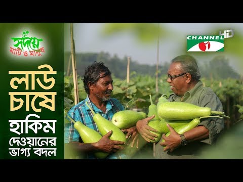 লাউ চাষ