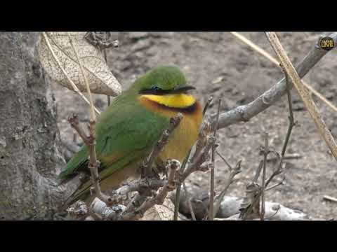 ~ Ptaki w Afryce - Żołna Mała ( Merops pusillus ) ~ Safari live