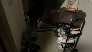 お迎えしてくれる猫　Cat welcoming me