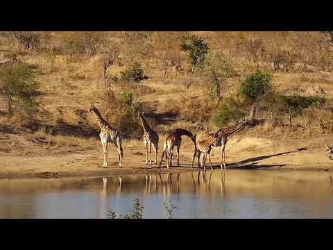 Djuma: Sights and sounds including Giraffes, Elephants, Antelopes and Lapwing - 15:53 - 08/01/20