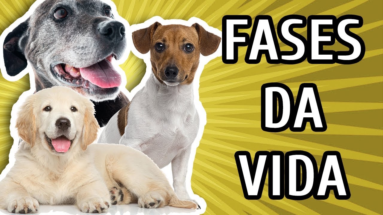 11 FASES DA VIDA DE UM CACHORRO
