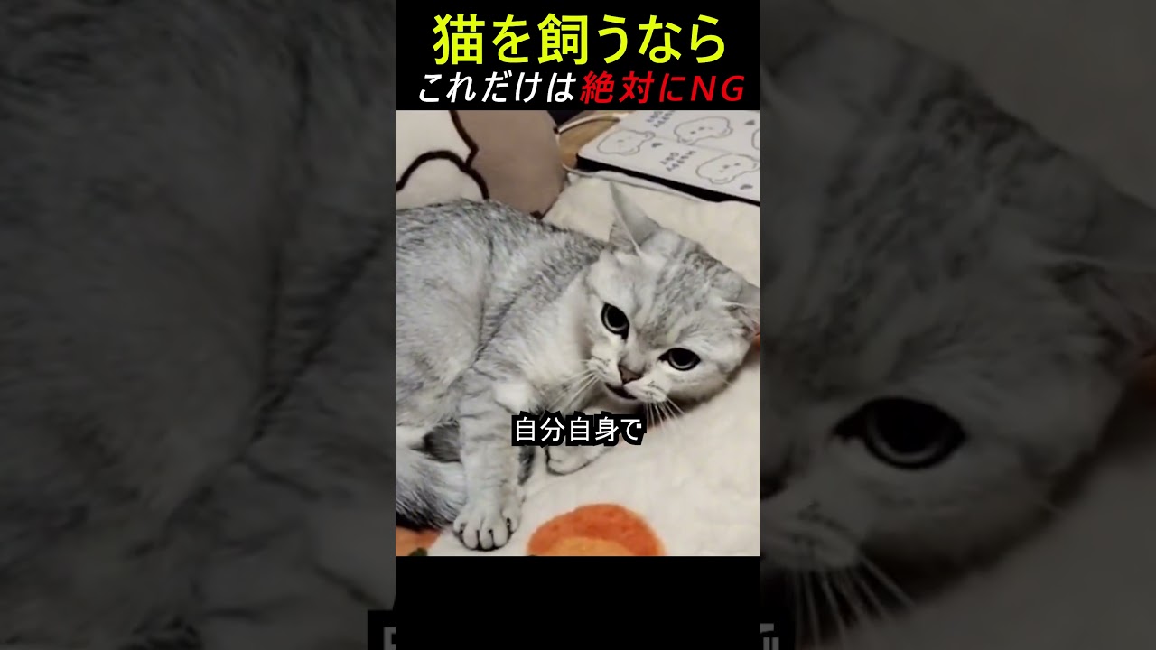 猫を飼うならこれだけは絶対にNG