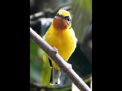 Strakoška žltočelá (Pteruthius melanotis) — video o speve a chove